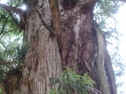 Podocarpus henkelii trunk with elaboration